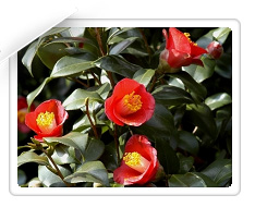 나무 : 동백나무